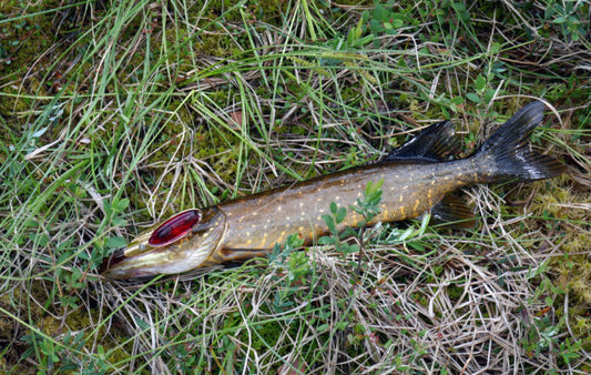 Pike Spoonille upea tunnustus Erä-lehden testissä!