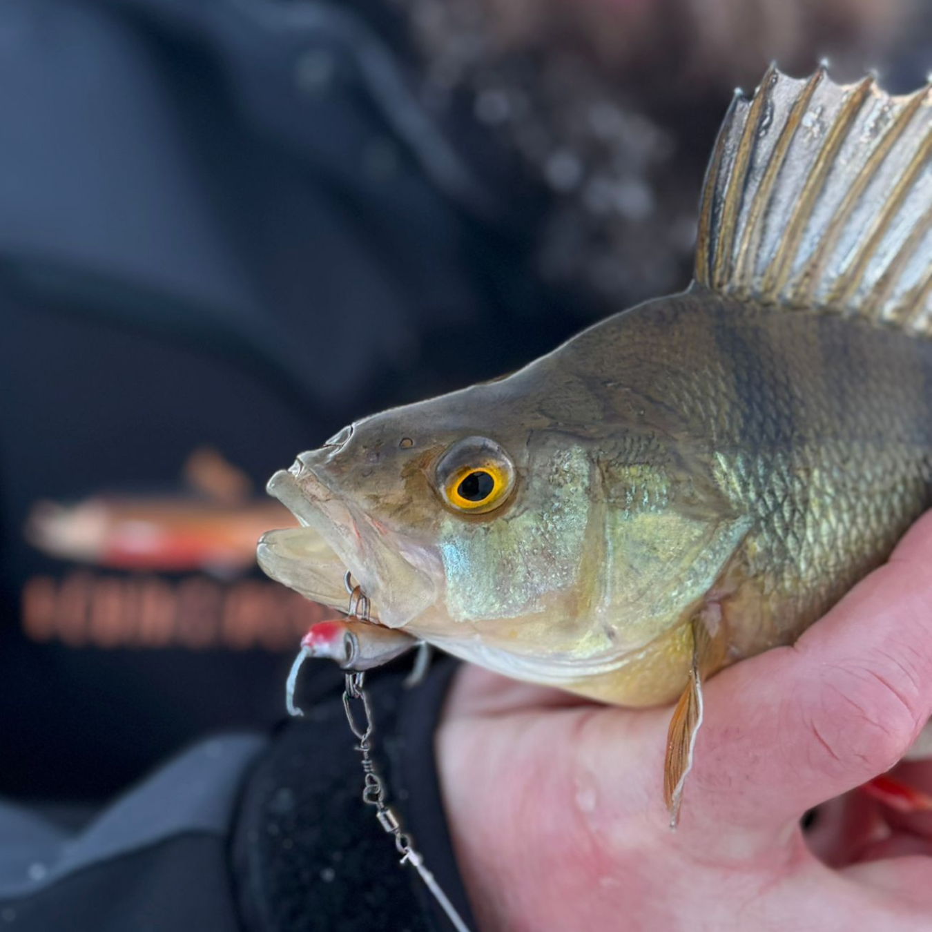 Norolan parhaat ahvenpilkit 5-pack