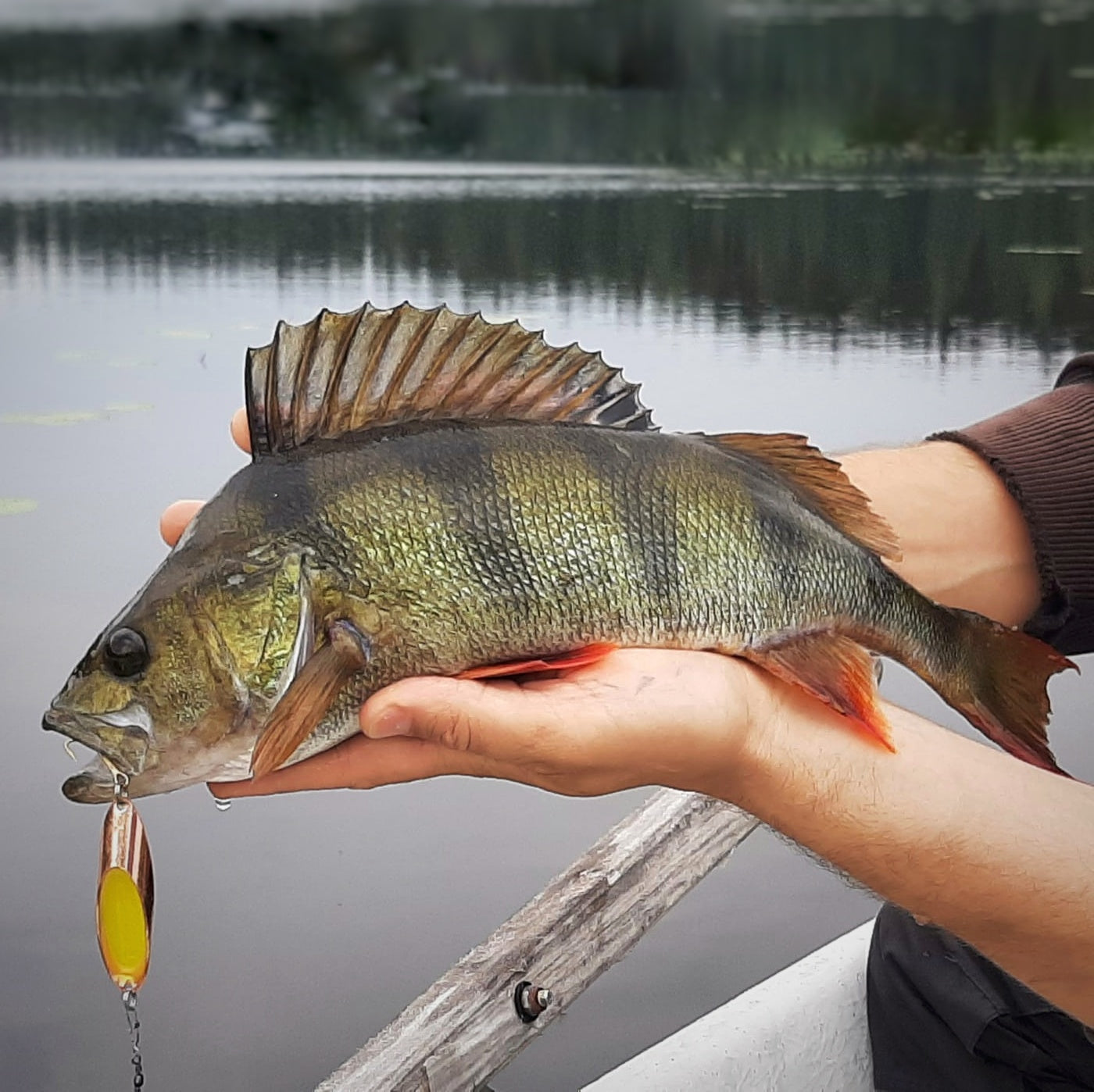 Norolan Light Spoon 7 cm ahven ja kirjolohiviehe 3-pack