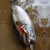 Norolan Light Spoon 8 cm kuha-, ahven- ja taimenviehe 3-pack