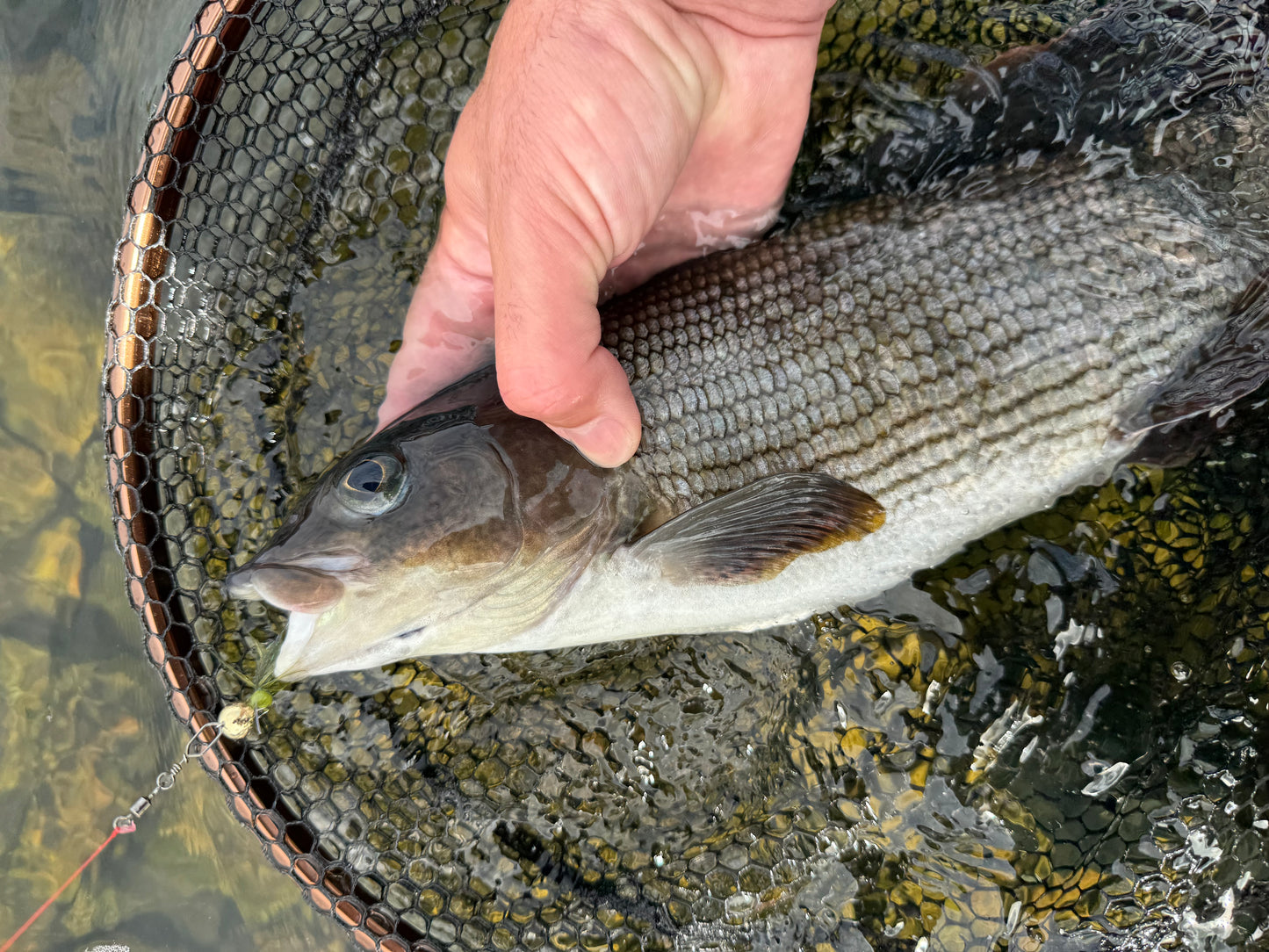 Norolan Rizz Rocker Flig™ - fligi jalokaloille ja ahvenelle