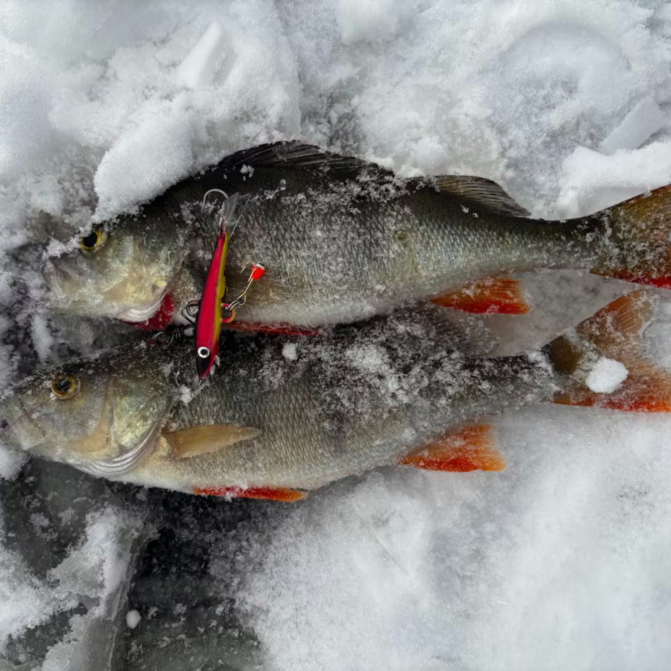 Norolan Balance Banger: kevyempi tasapainopilkki